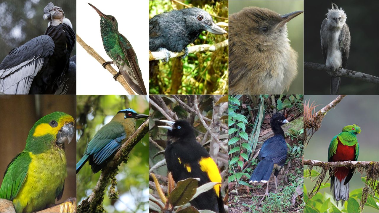 Colombia: Paraíso mundial de aves y tesoro de biodiversidad