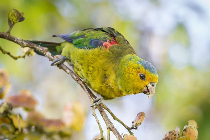 Miniatura para Cotorra coroniazul: un tesoro en peligro en los páramos colombianos