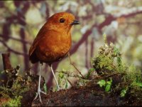 Tororoí Chamí (Grallaria alvarezi)